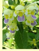 Пикульник, зябра (Galeopsis specijsa Мill.) Пикульник, зябра (Galeopsis specijsa Мill.)